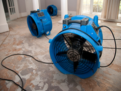 Mold Removal Jacksonville